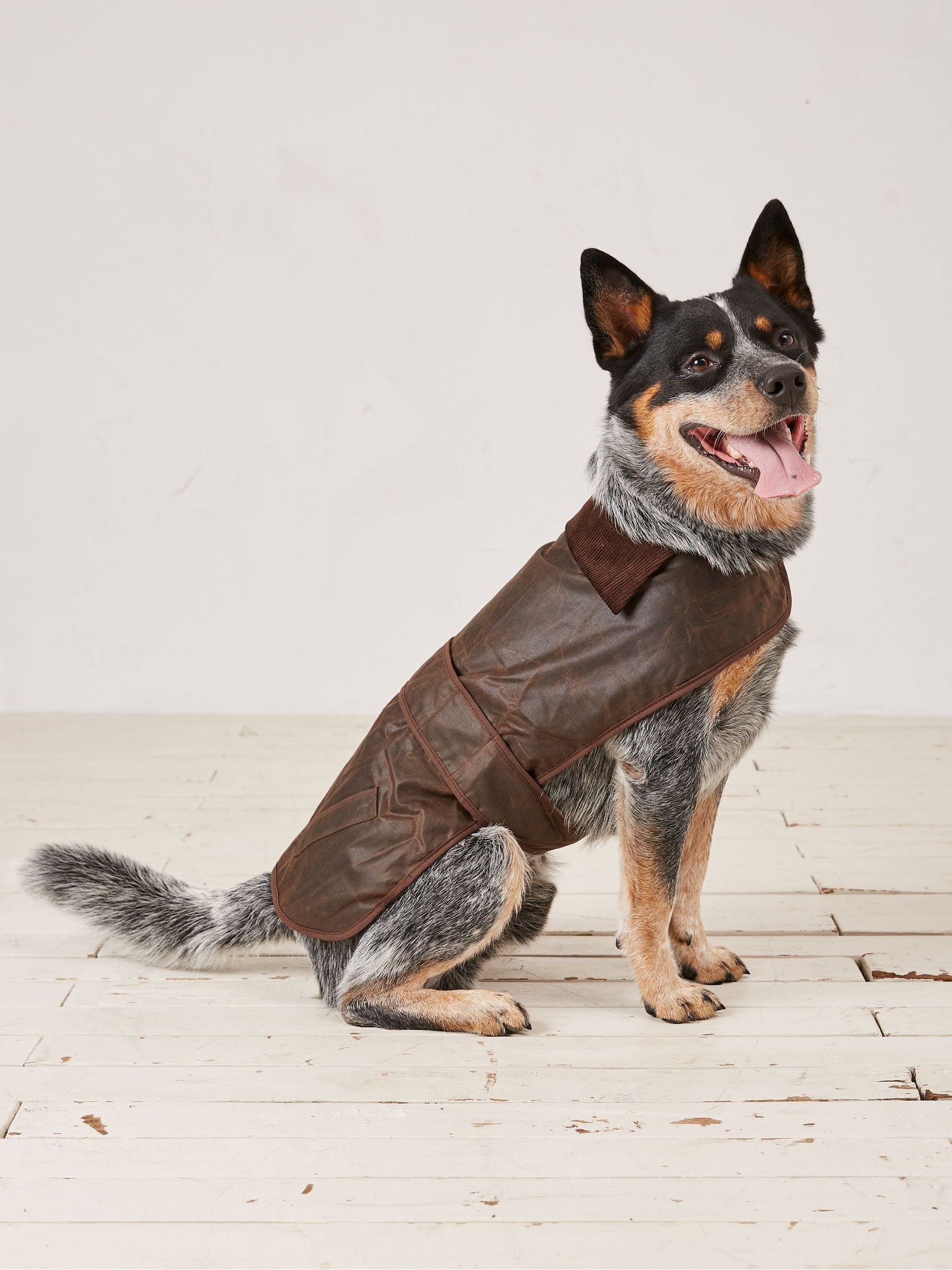 Brown Sussex Dog Coat